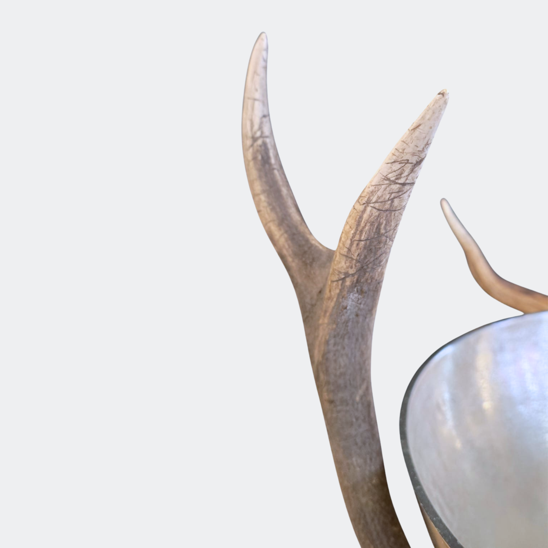 Real Antler Wine & Champagne Cooler – Rustic Country Home Statement Piece