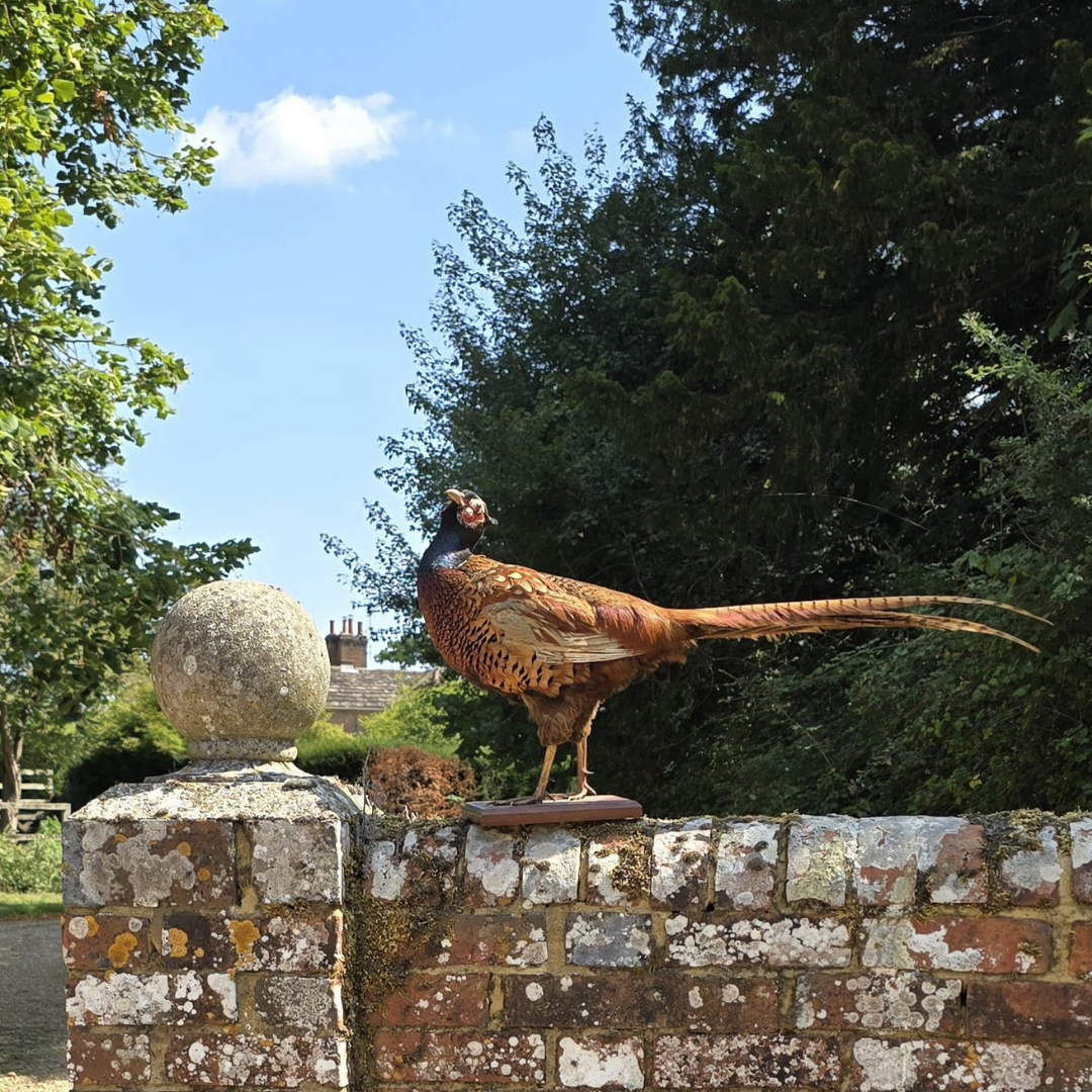 Vintage Irish Taxidermy Pheasant on Oak Stand