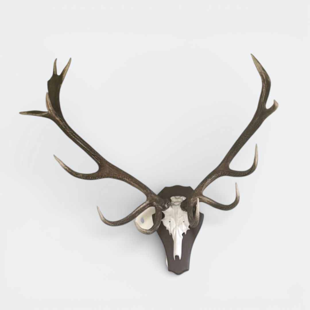 Large Natural Deer Antlers on Skull – Wall Mount