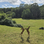 Boxing Hares Metal Garden Sculpture — Pair