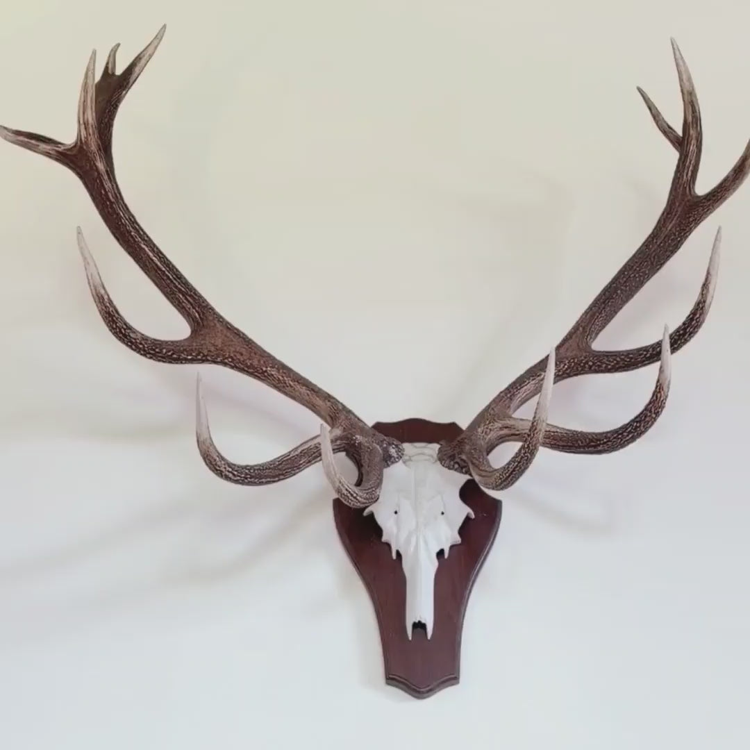 Large Natural Deer Antlers on Skull – Wall Mount