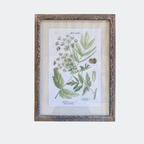 Framed Botanical Prints — Set of 6