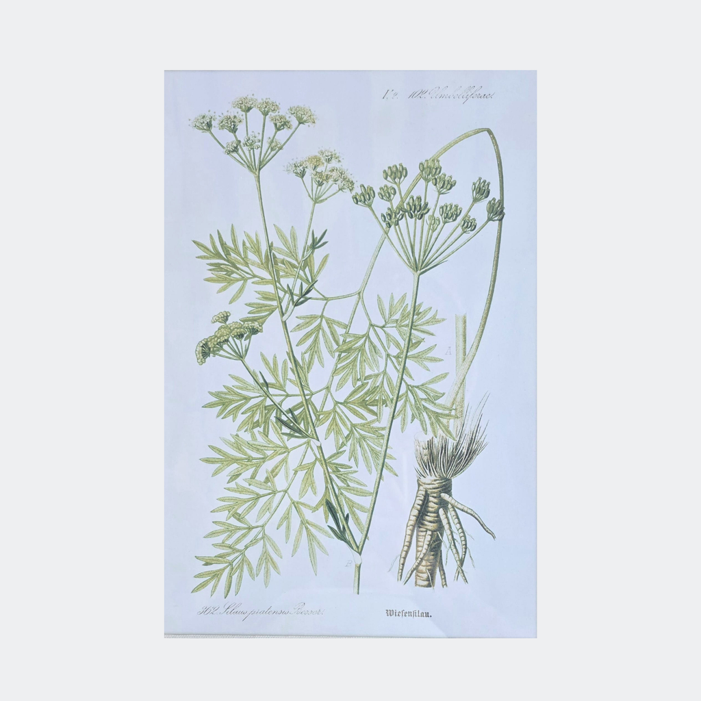 Framed Botanical Prints — Set of 6