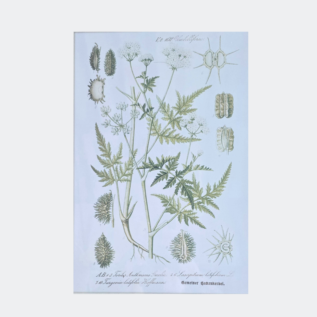 Framed Botanical Prints — Set of 6
