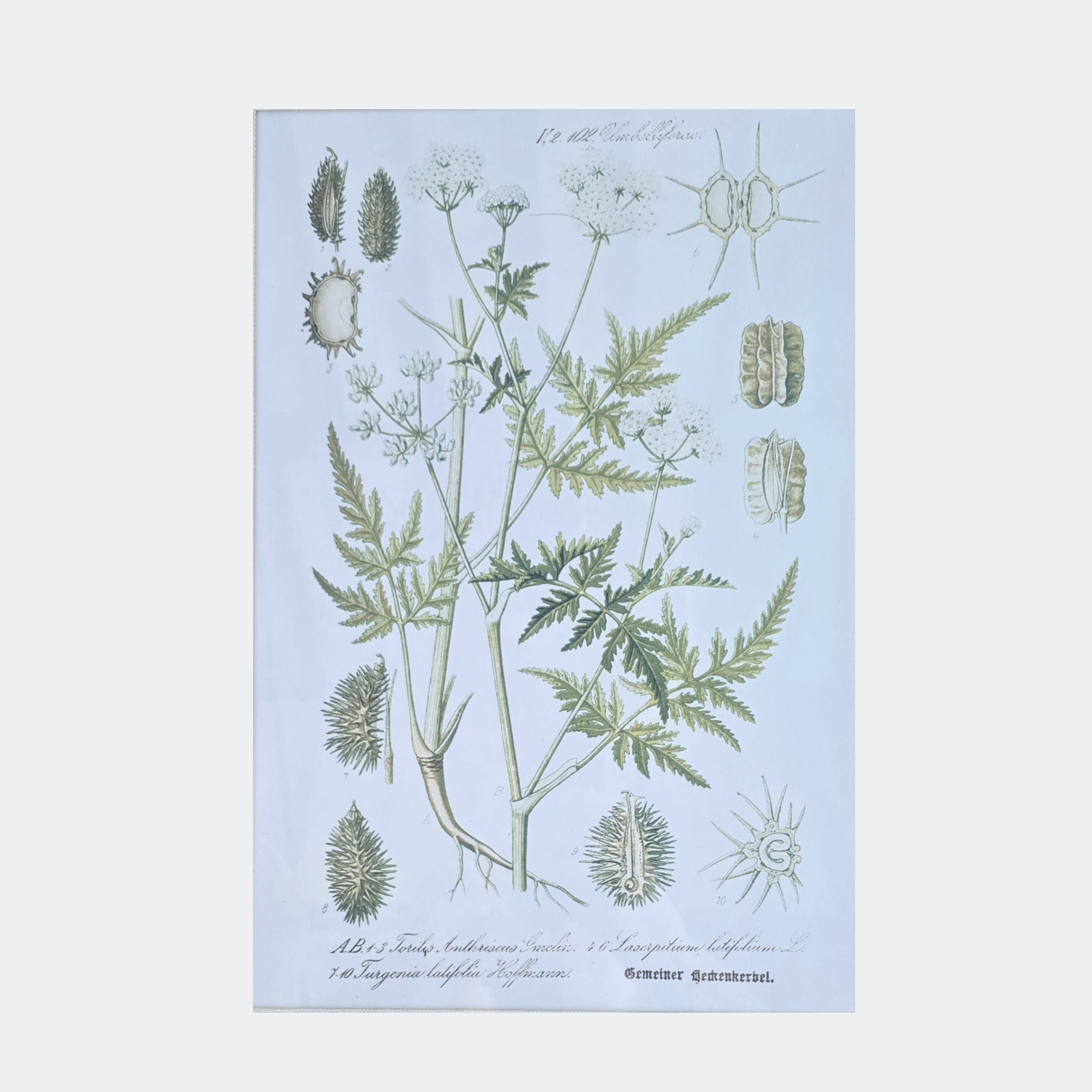 Framed Botanical Prints — Set of 6