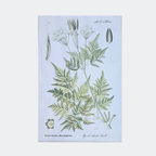 Framed Botanical Prints — Set of 6