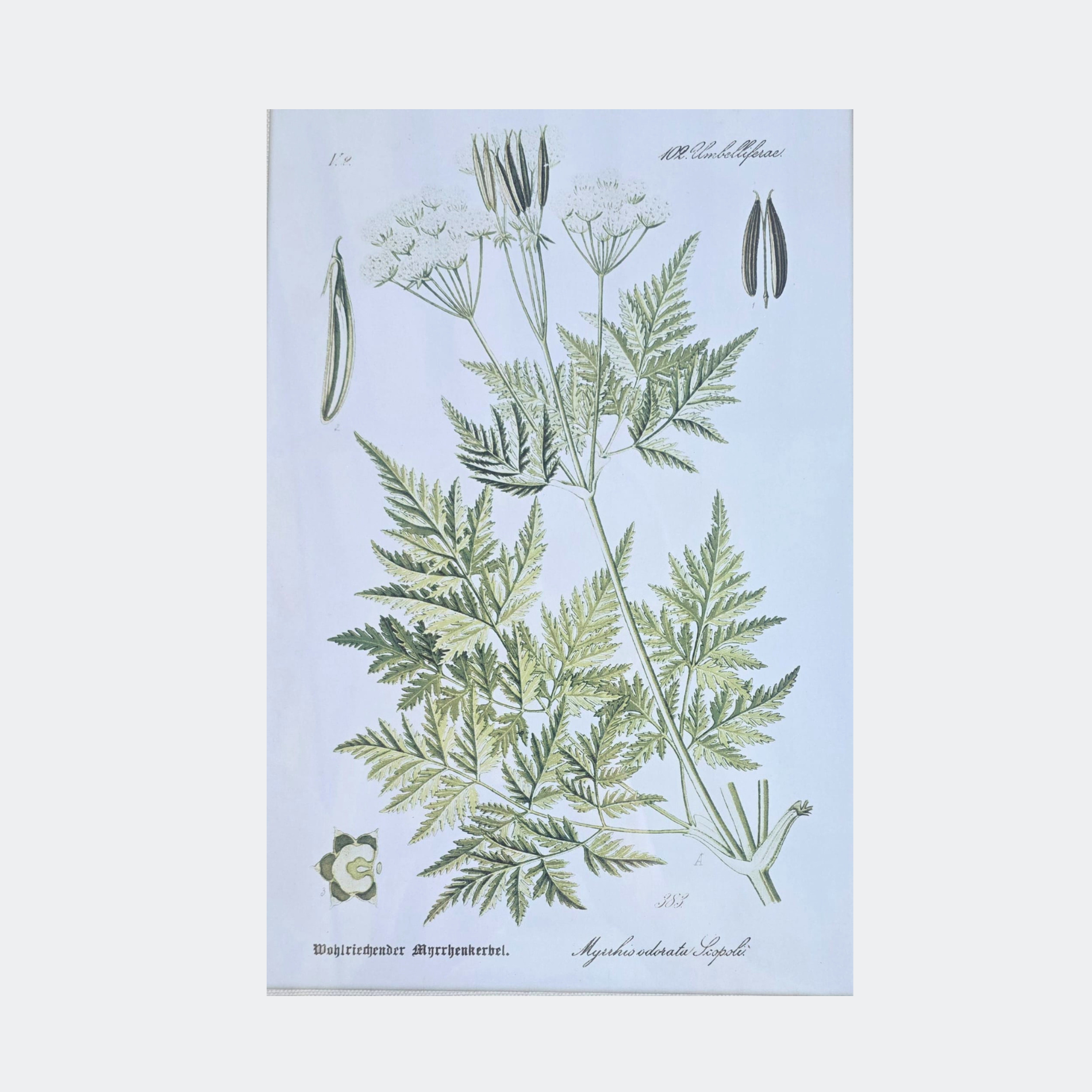Framed Botanical Prints — Set of 6