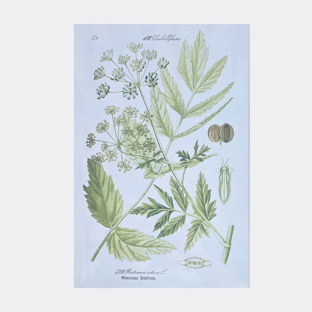 Framed Botanical Prints — Set of 6