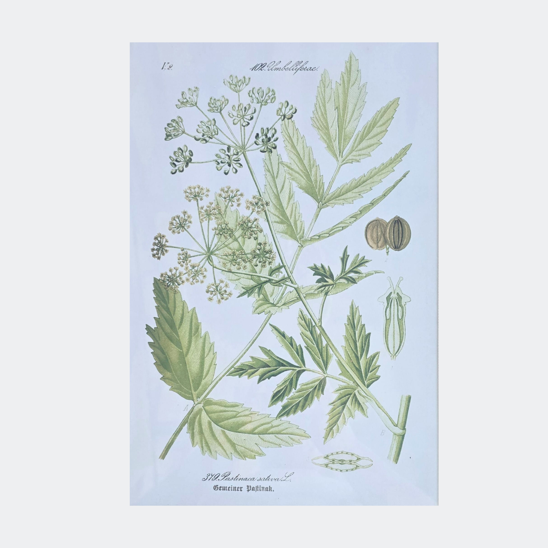 Framed Botanical Prints — Set of 6