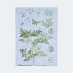 Framed Botanical Prints — Set of 6