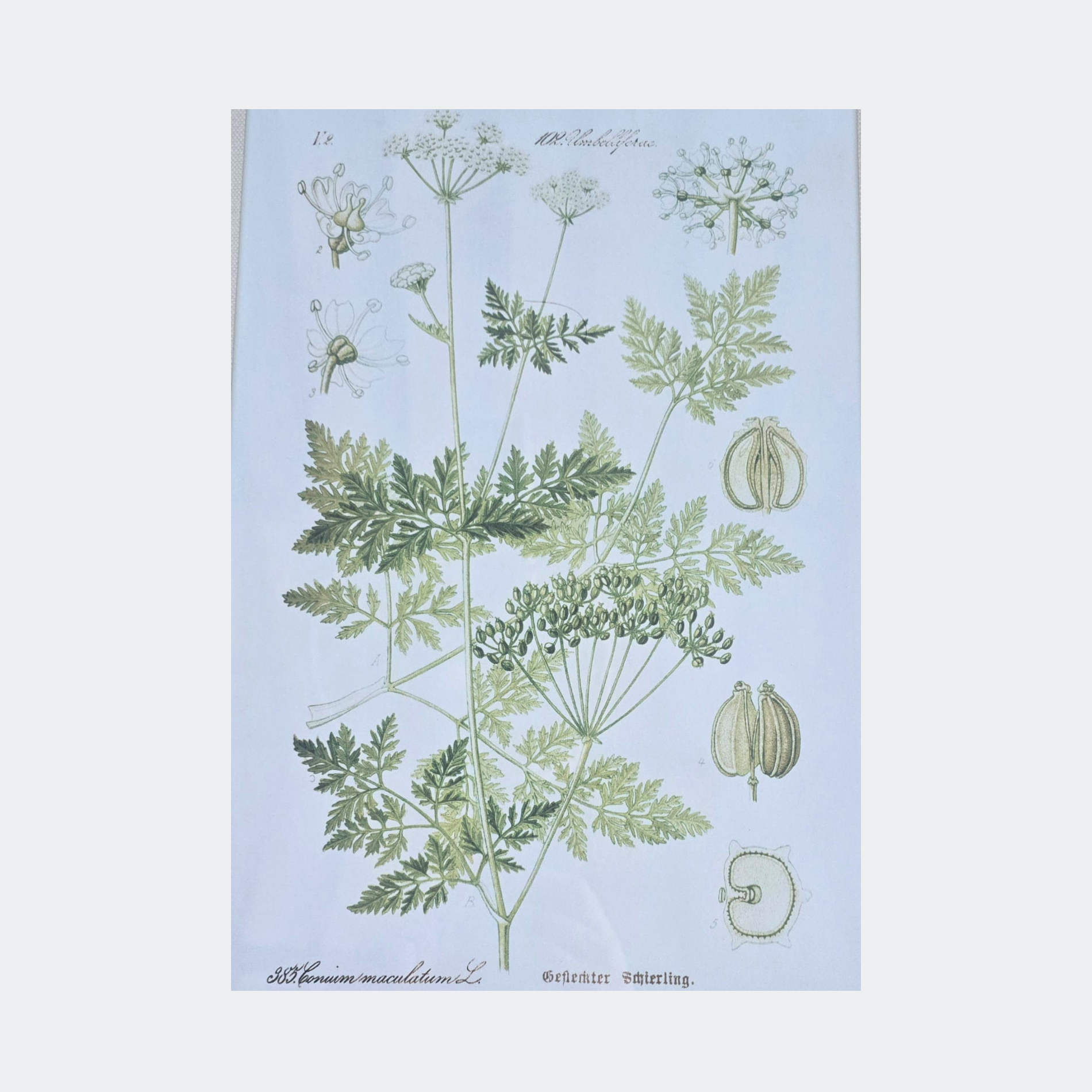Framed Botanical Prints — Set of 6