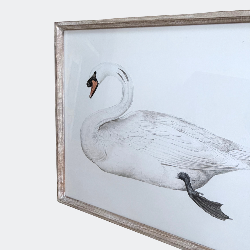 Set of Two Swan Prints Framed