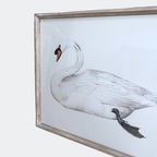 Set of Two Swan Prints Framed