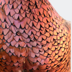 Vintage Taxidermy Pheasant on Stand