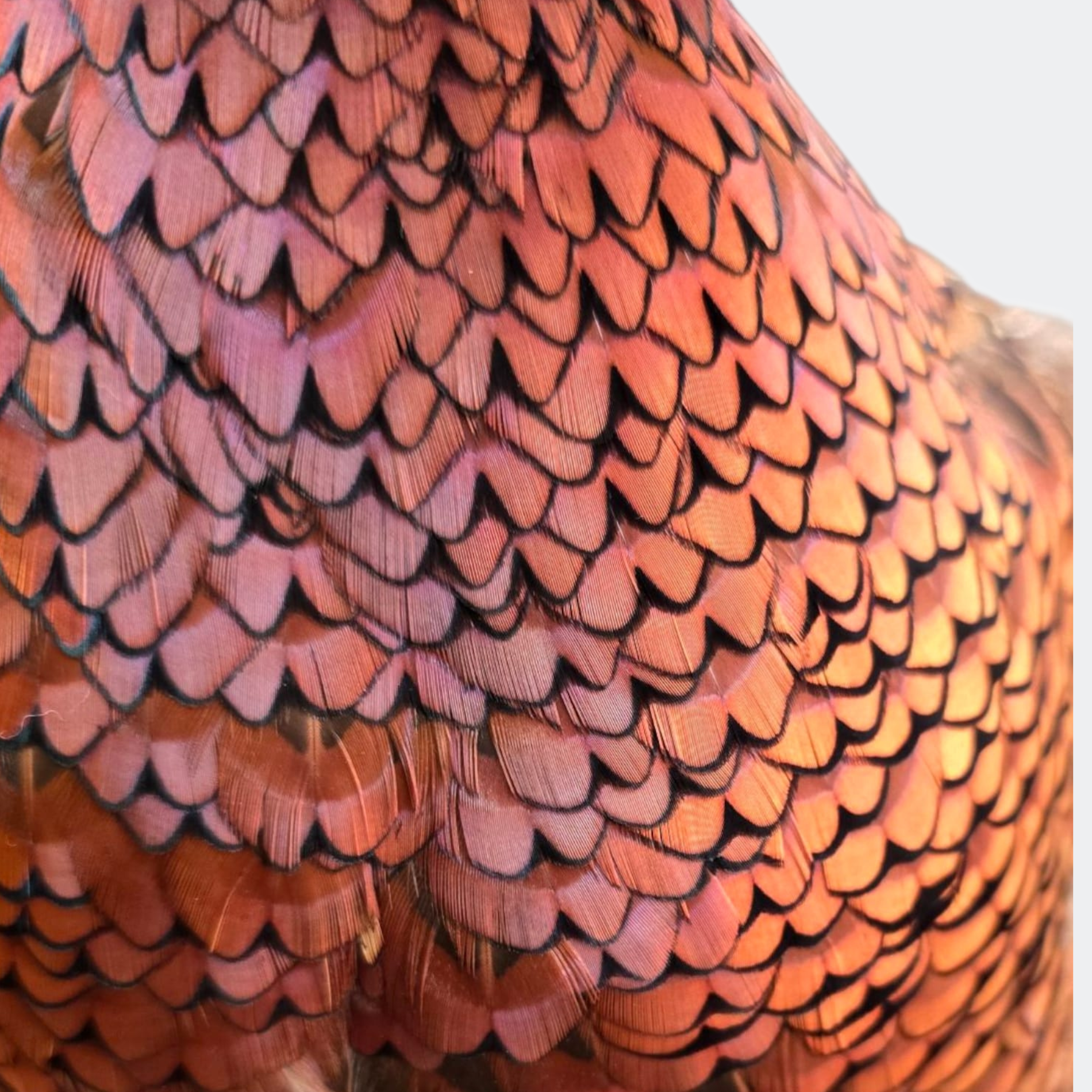 Vintage Taxidermy Pheasant on Stand
