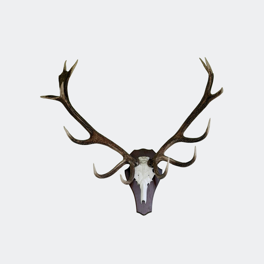 Large Natural Deer Antlers on Skull – Wall Mount
