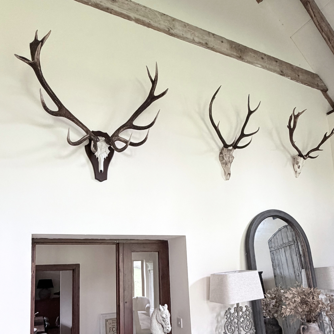 Large Natural Deer Antlers on Skull – Wall Mount